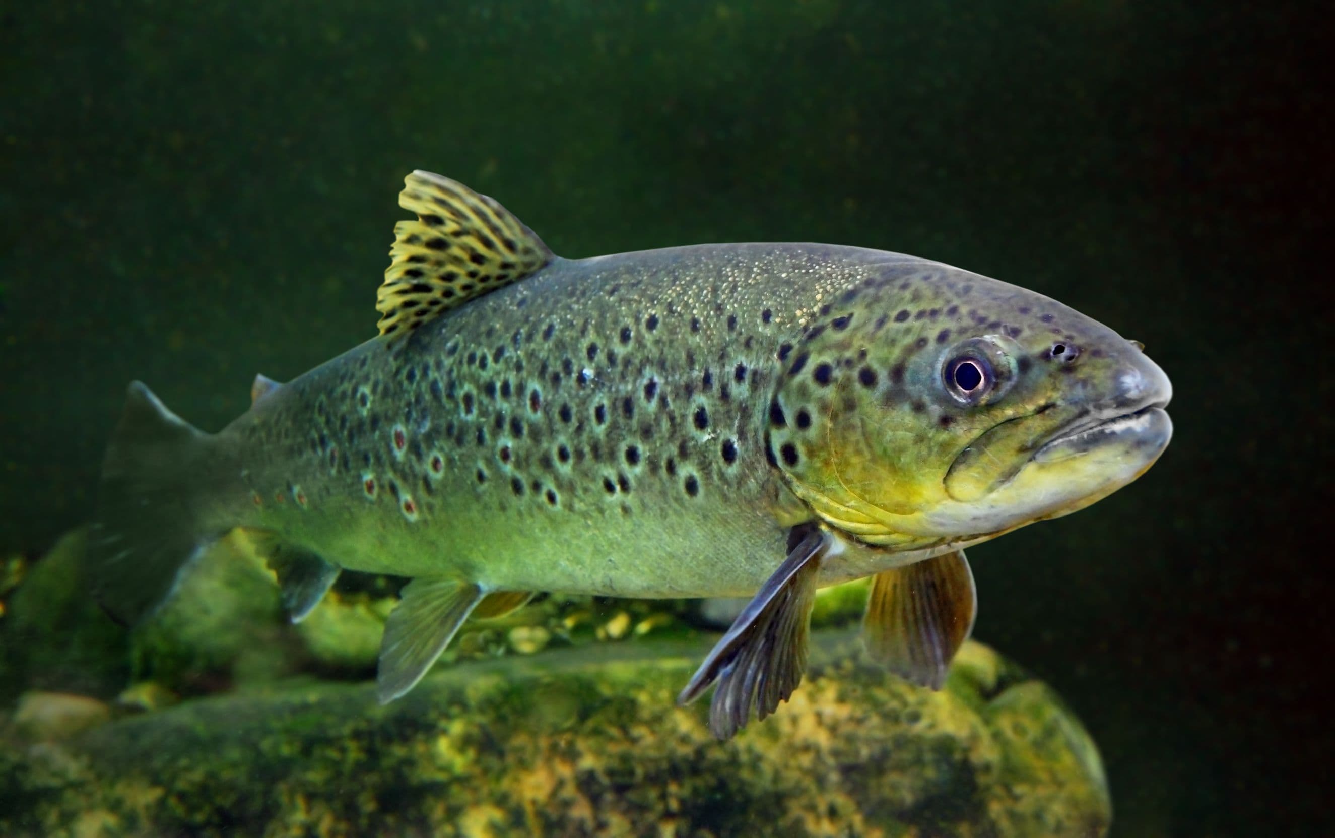 Kashmir’s Rivers Welcome Brown Trout After a Century