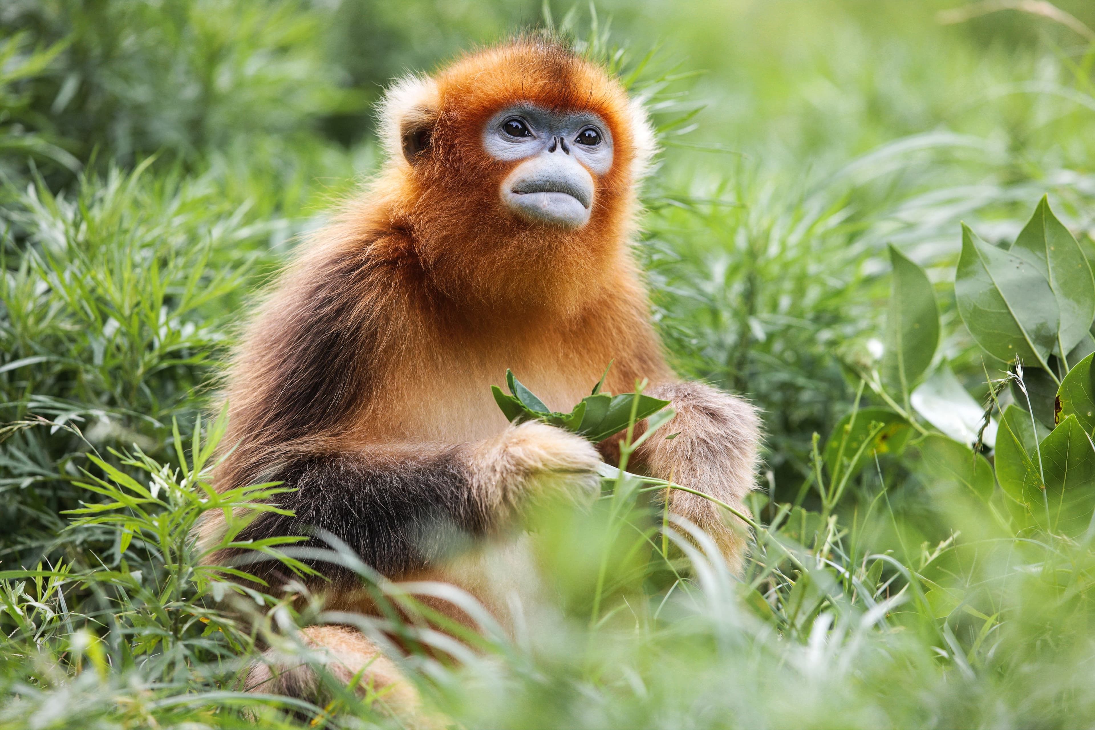Meet China’s Newest Diplomats - The Golden Monkeys!
