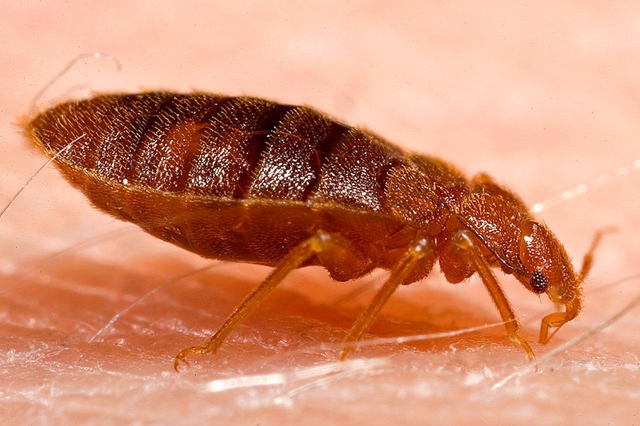 A Bedbug Outbreak In Paris