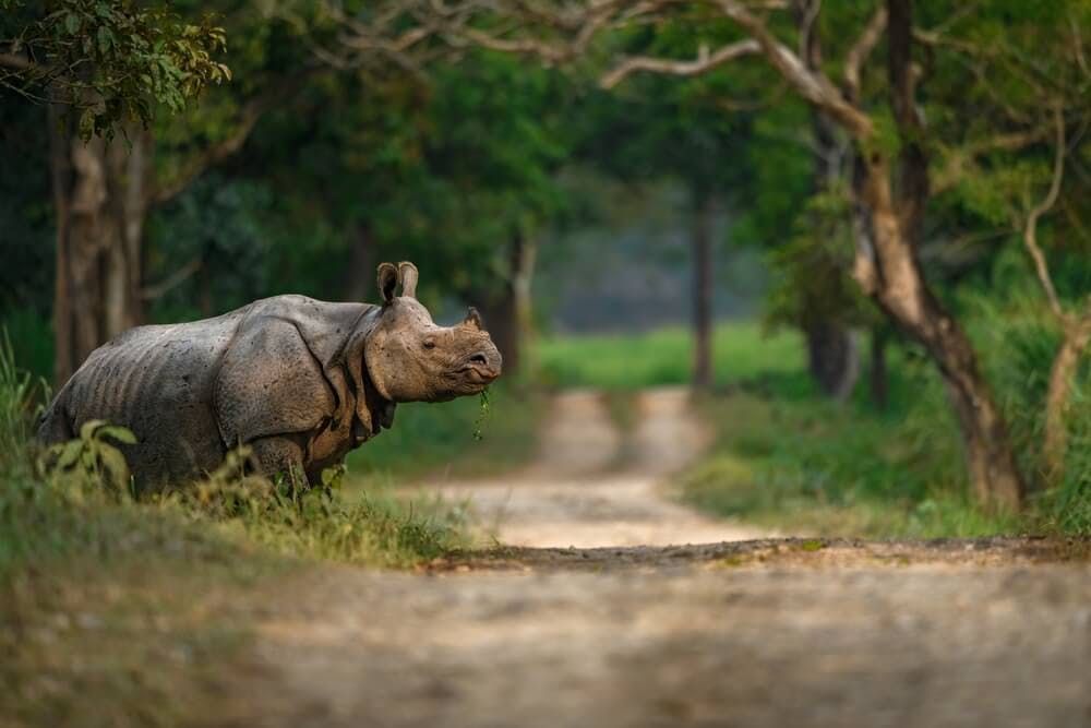 After Many Years, No Rhinos Were Poached in Assam in 2022