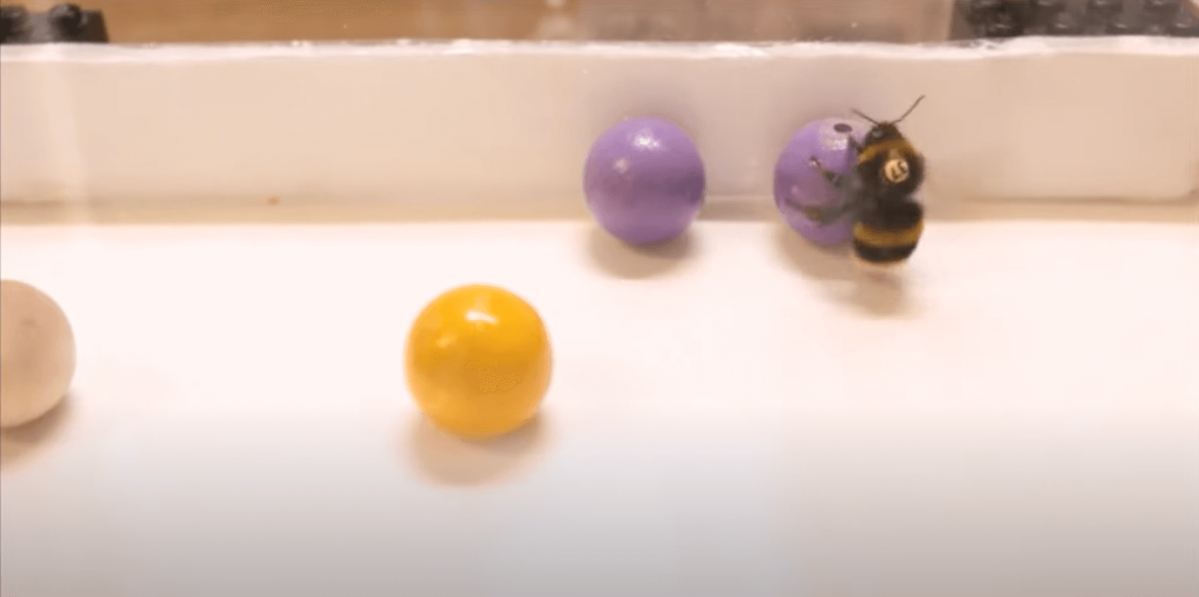 Bumble Bees First Insect to Like Playtime
