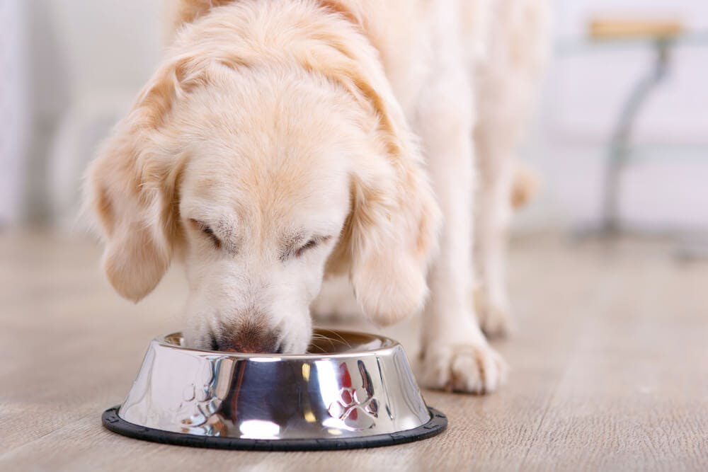 What Should You Feed Dogs?