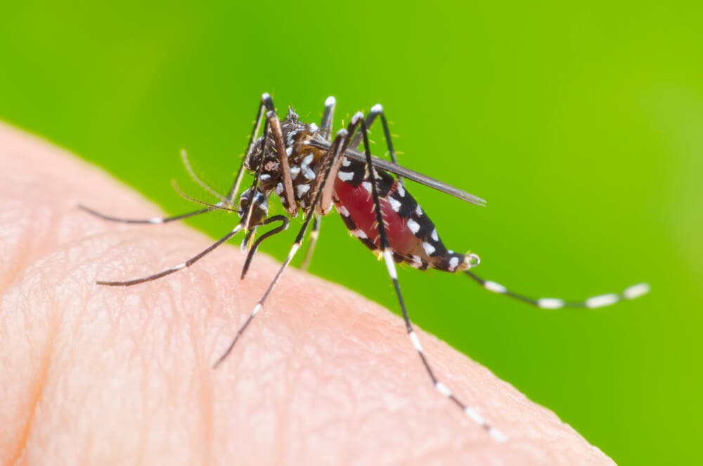 Genetically Engineered Mosquitoes Can Kill Their Own Kind
