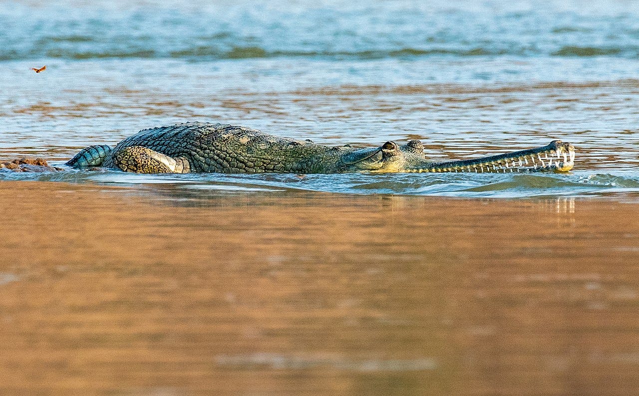 Gharials Artificially Bred in Zoo & Released Into the Wild