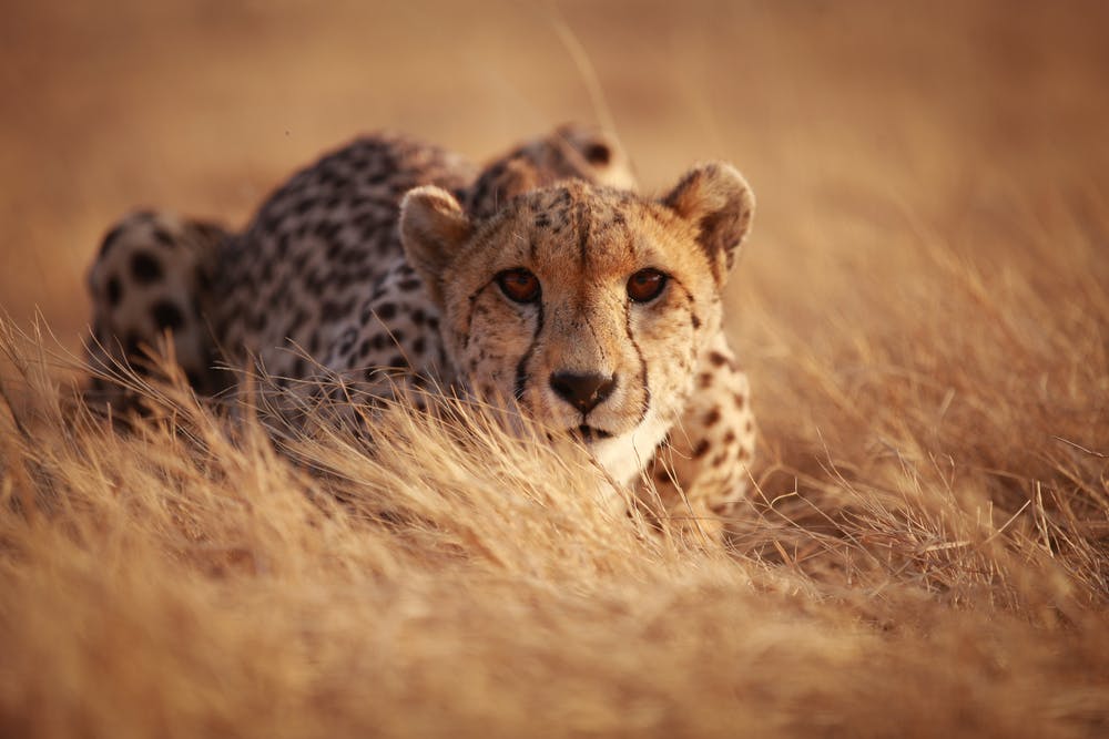 How India Is Bringing The Cheetah Back From Extinction