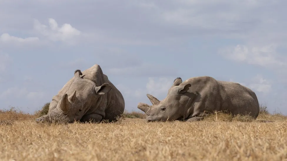 IVF Pregnancy May Save Rhino Species