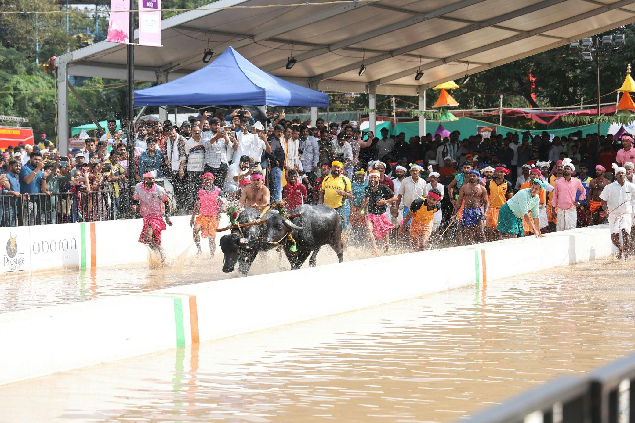 Kambala Races Held in Bengaluru