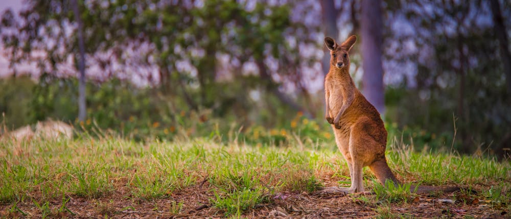 Kangaroos Are Being Spotted in India