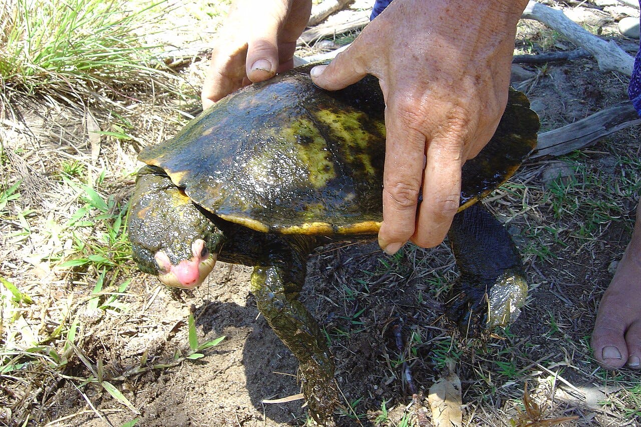 Late Steve Irwin’s Son Helps Breed A Rare Turtle
