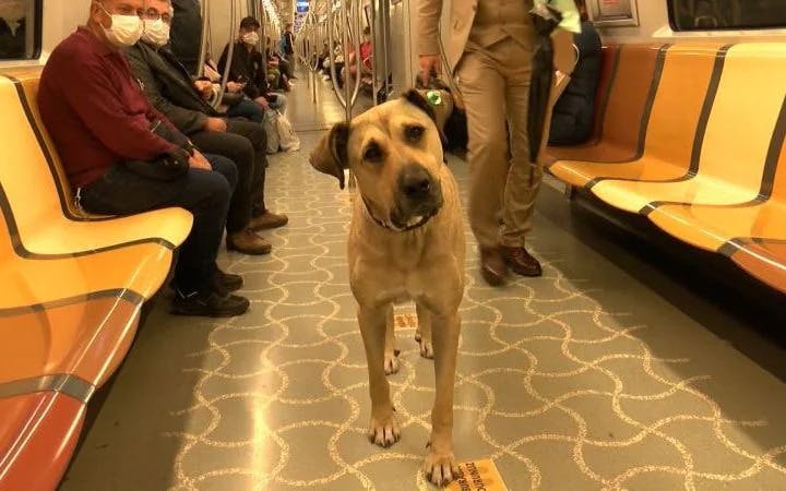 Meet Boji: The Travel Loving Dog
