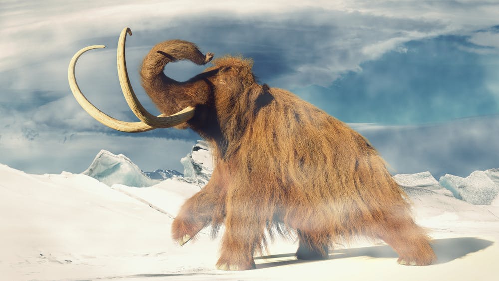 Mummified Baby Woolly Mammoth Found in Canada