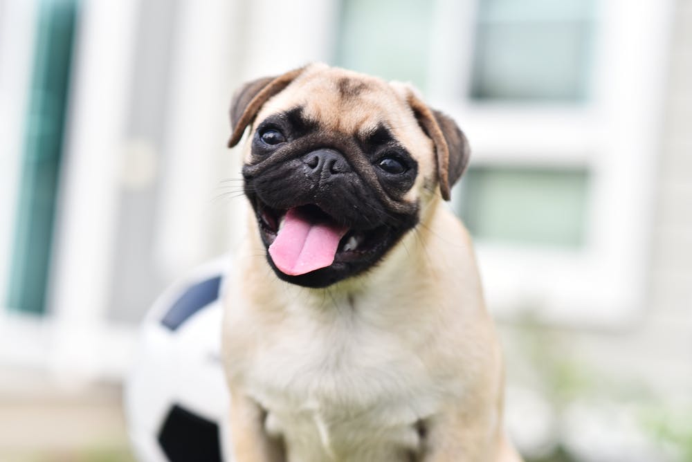 Pugs Can No Longer Be Considered Typical Dogs, Says Study