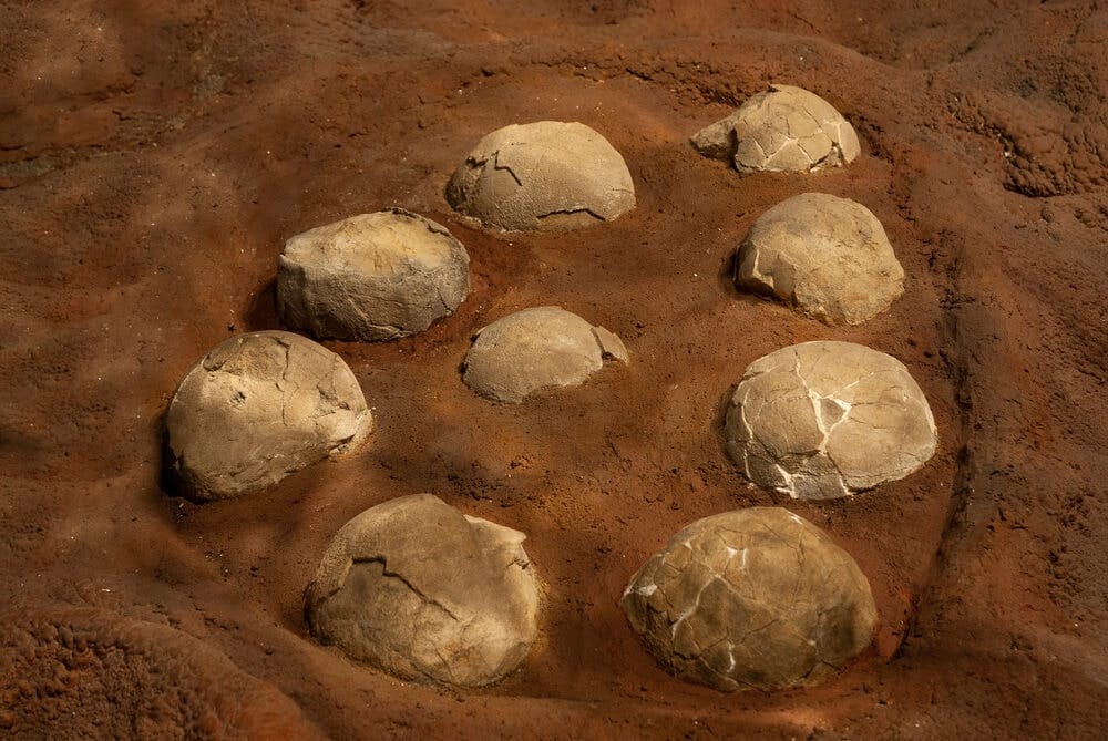 Rare Dinosaur Eggs Discovered in the Narmada Valley
