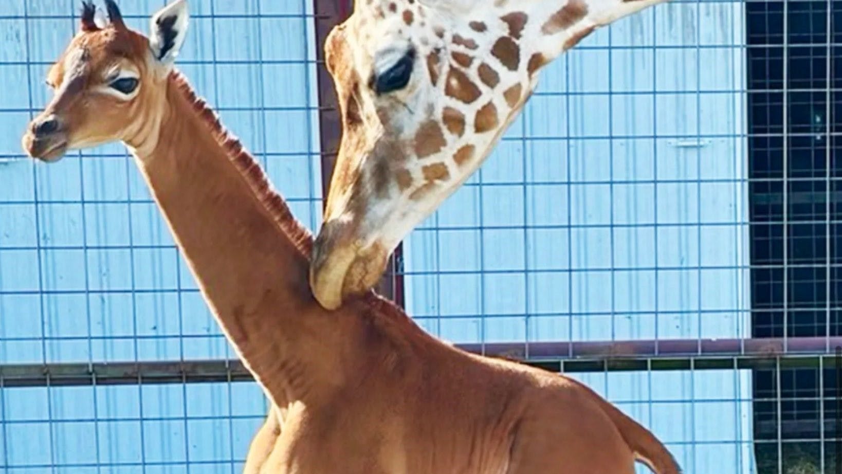 Rare Spotless Giraffe Born in a Zoo