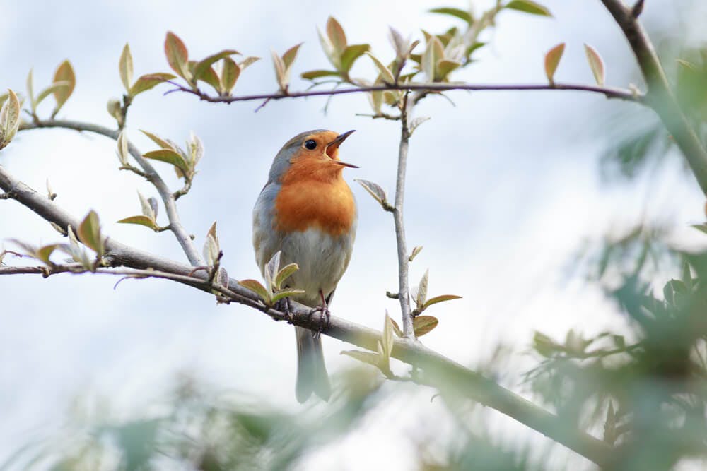 Research Shows Birdsong Is Good for One’s Mental Health