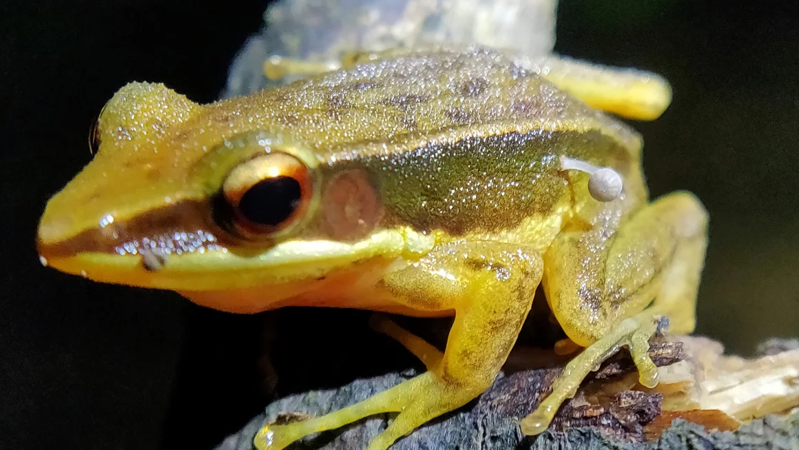 Scientists Puzzled by Mushroom Growing on a Frog