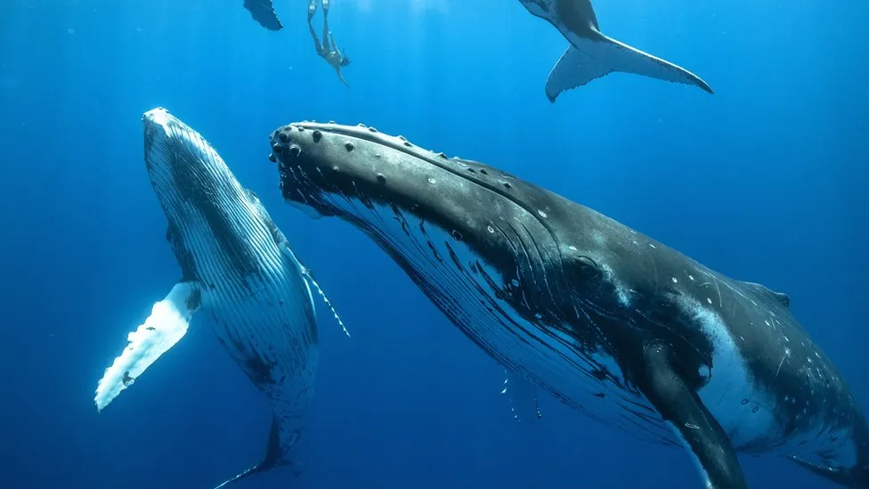Scientists Uncover the Mystery of Whale Songs