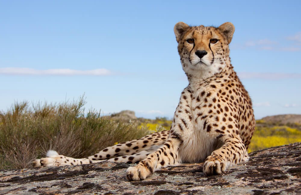 South Africa Will Send a Dozen Cheetahs to India