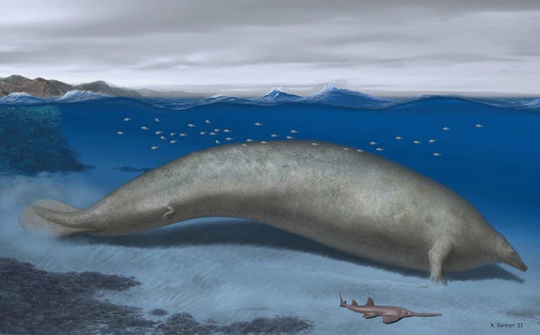 This Ancient Whale May be the Heaviest Animal Ever