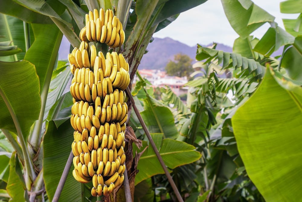 Why Are Bananas Disappearing From Earth?