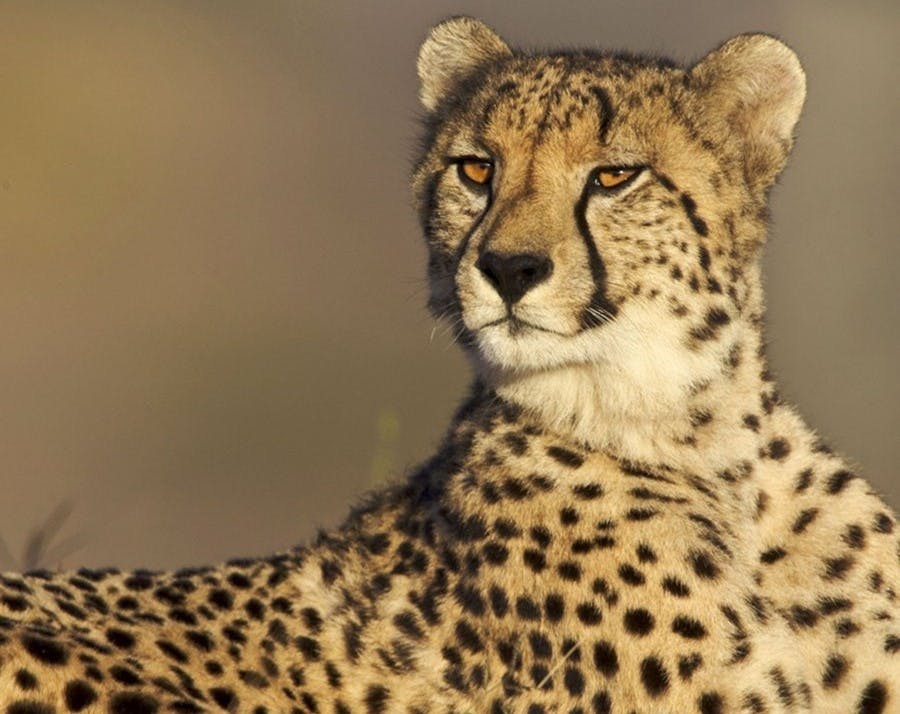 Will Cheetahs Survive in India?