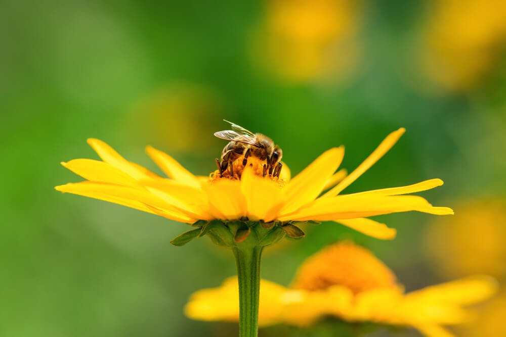World’s First Insect Vaccine Made for Honeybees