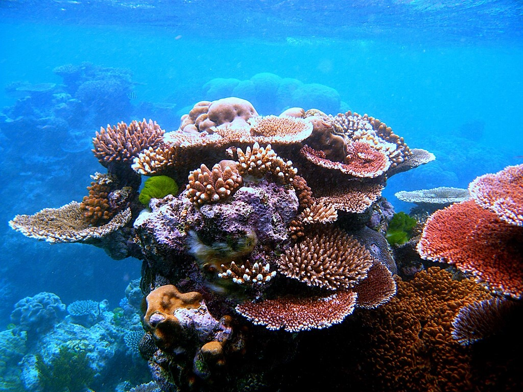 Sunscreens Poison Coral Reefs, Shows Study