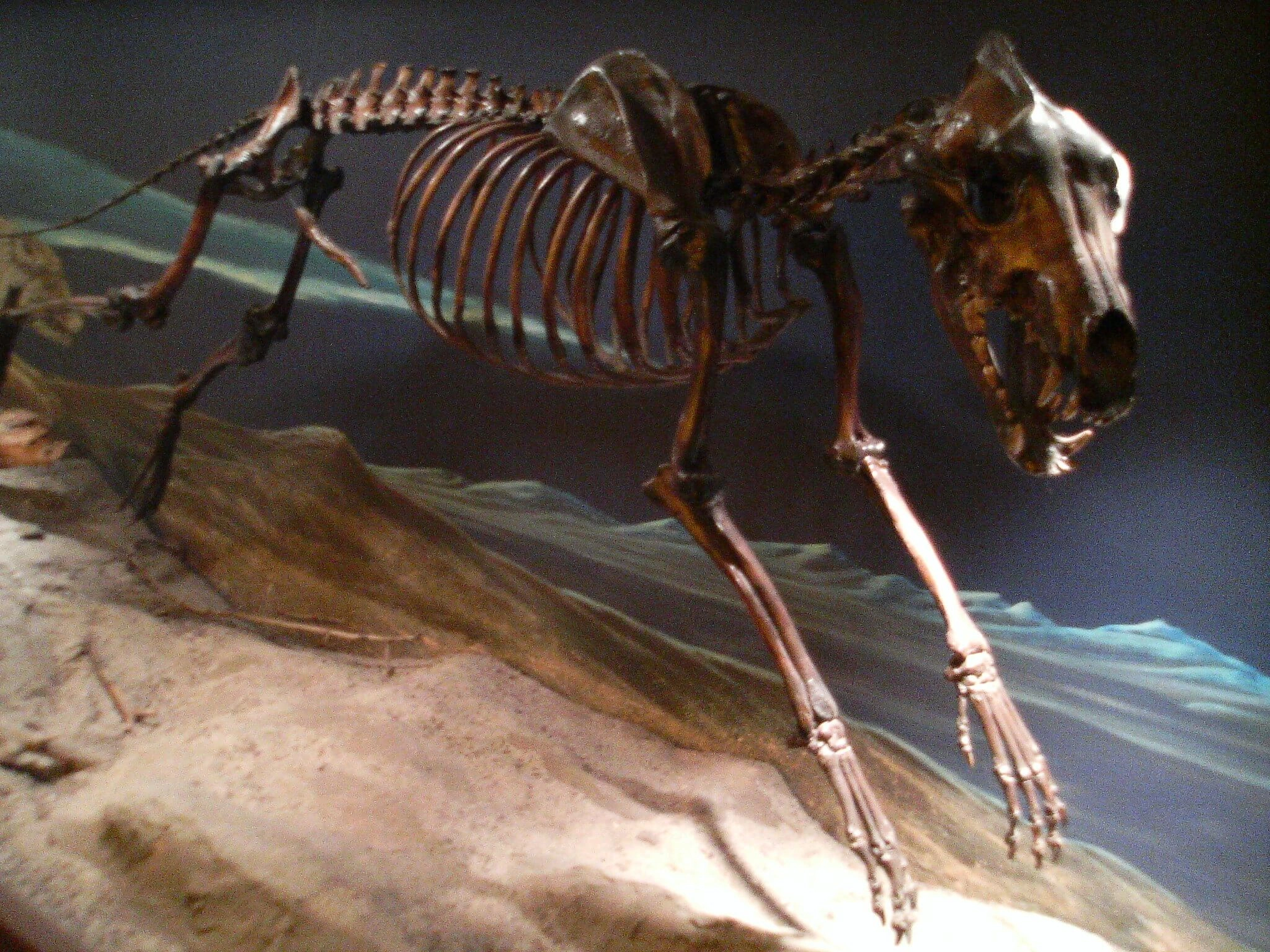 Dire Wolf Brought Back from Extinction?