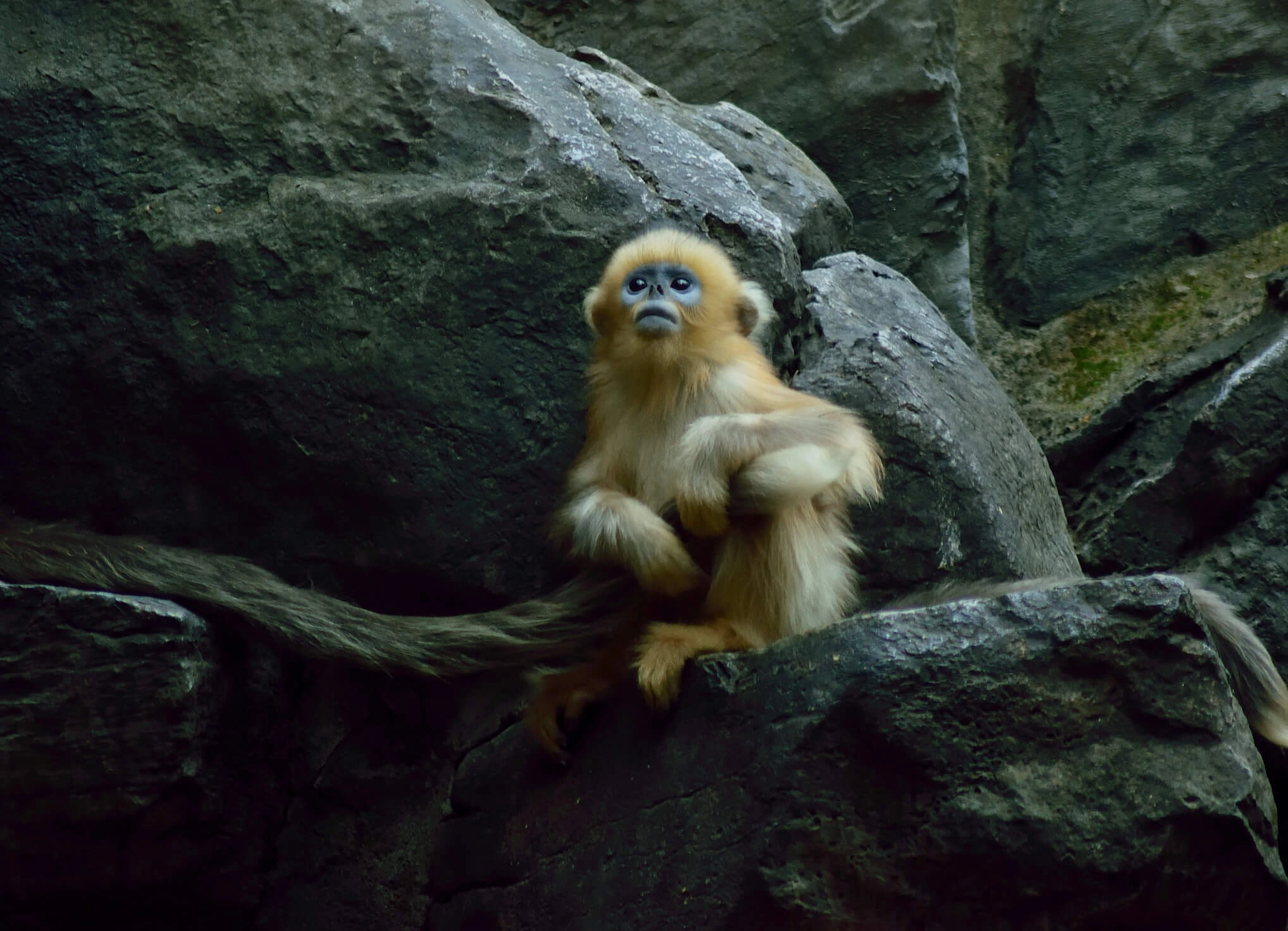 Meet China’s Newest Diplomats - The Golden Monkeys!
